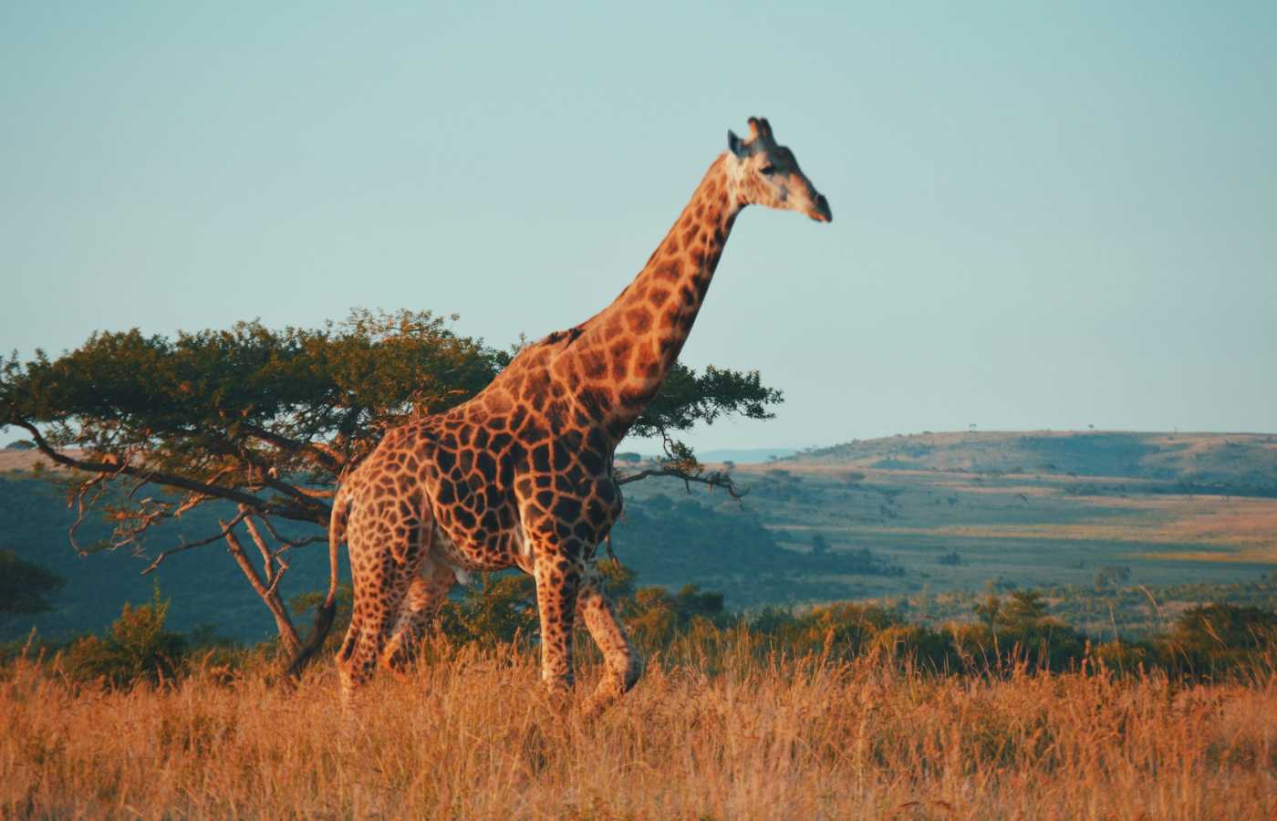 Girafa em safári na África do Sul.